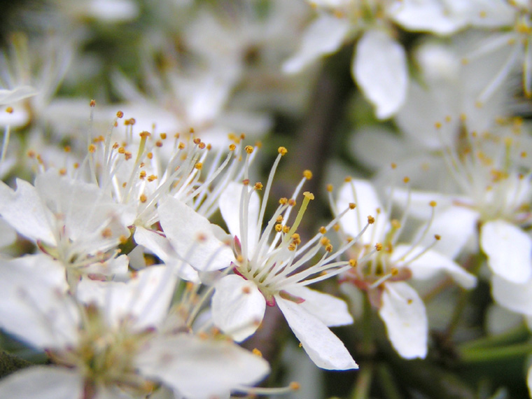 Colourful white