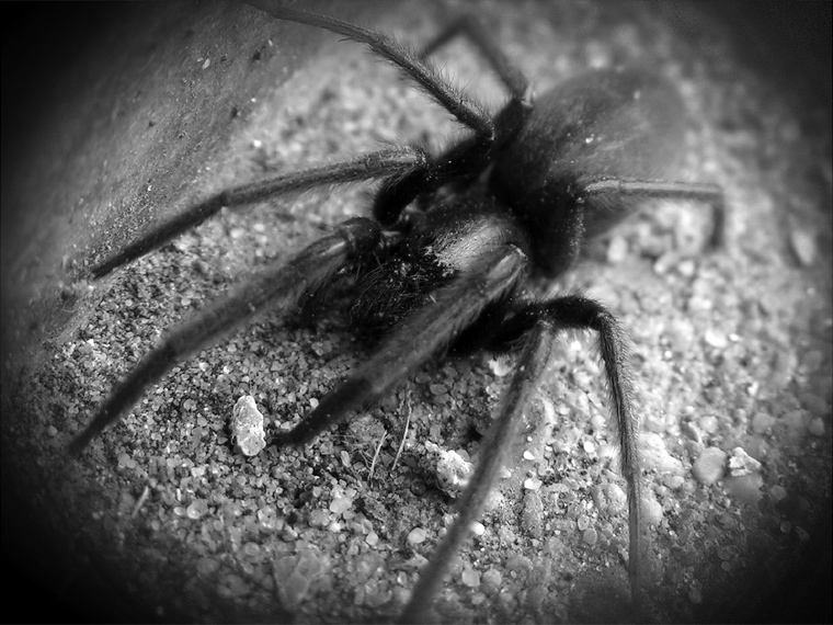 Not so itsy bitsy