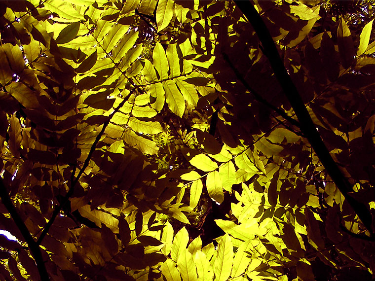 Variation on green