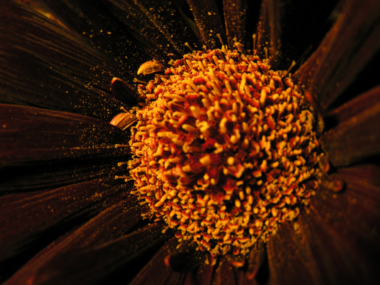 Gold dust