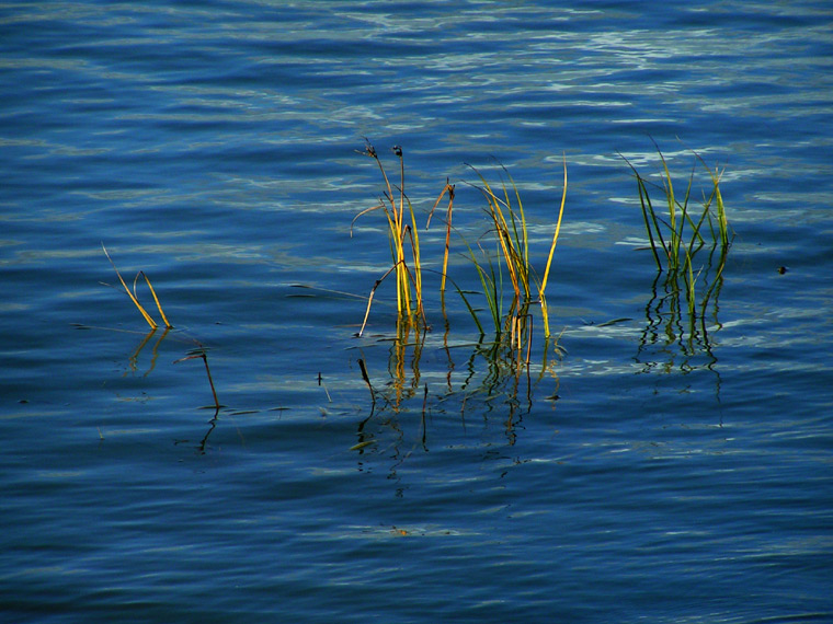 Tide