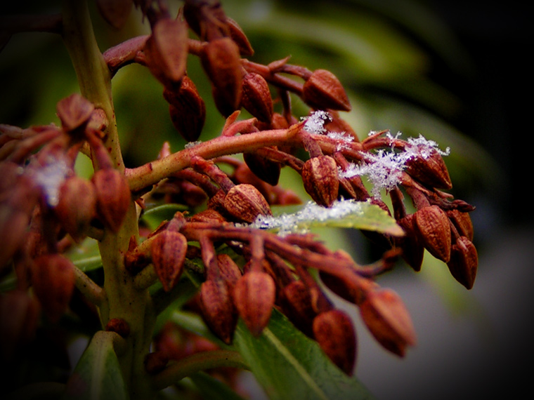 Snowflakes
