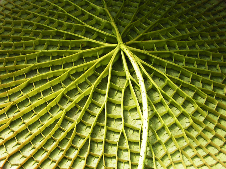 Victoria waterlily
