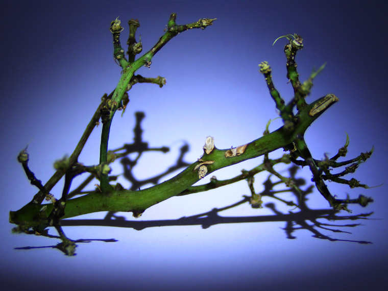 Grapes (eaten)
