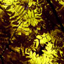 20090511