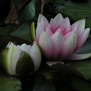 20090616
