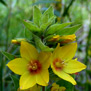 20090626
