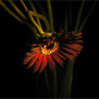 20090829