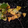 20090909