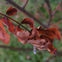 20090927