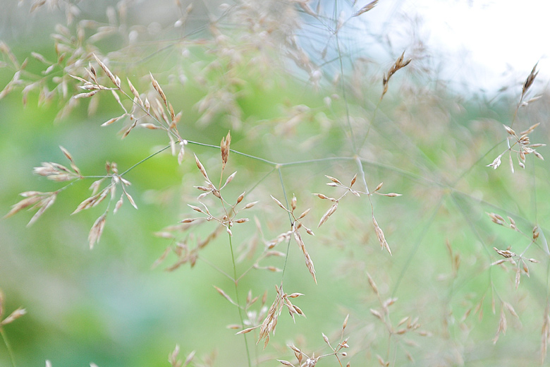 Grass