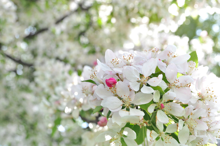 Blossom