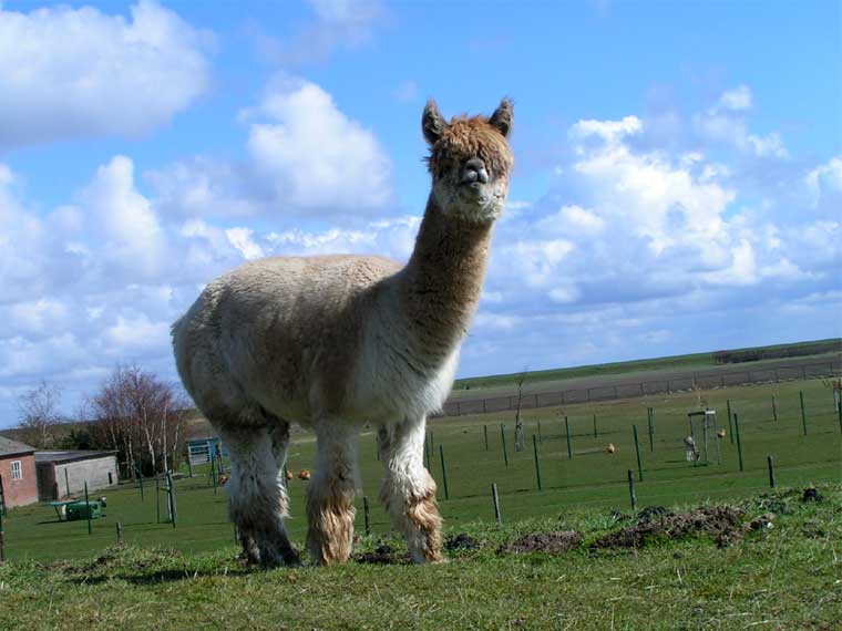 Not a llama