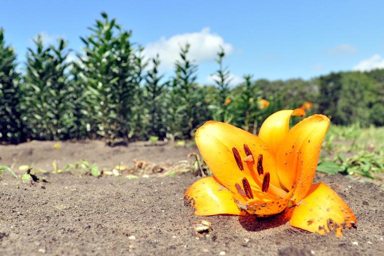 Fallen lily