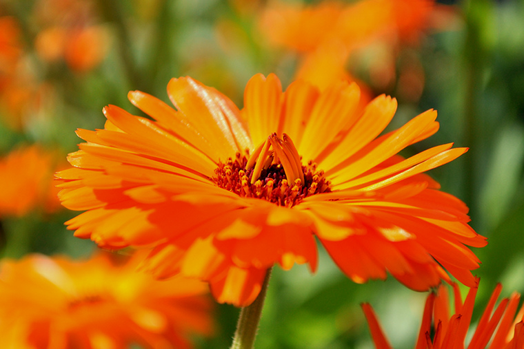 Marigold