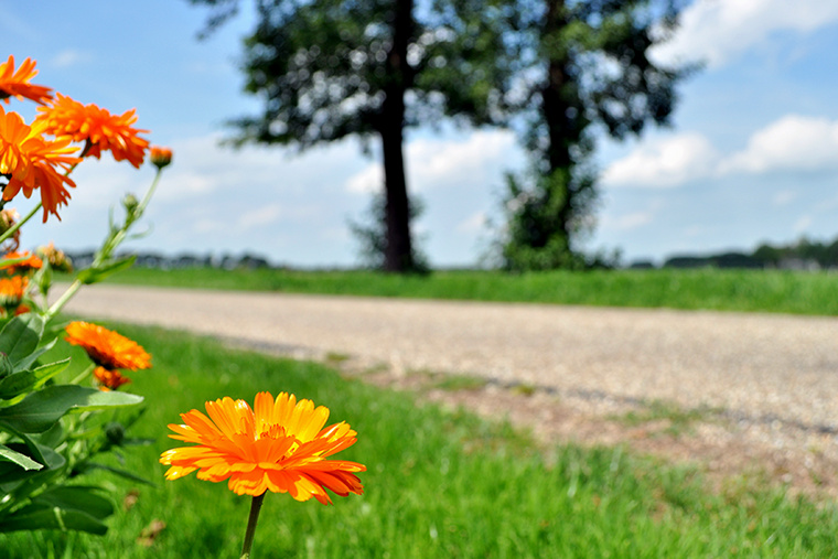 By the side of the road