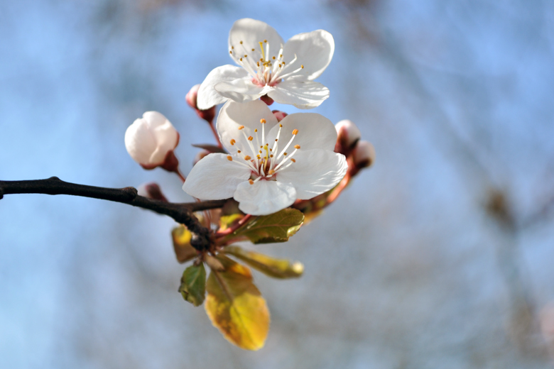 Blossom