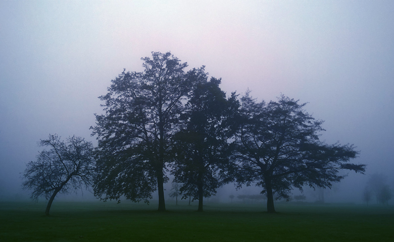Misty morning