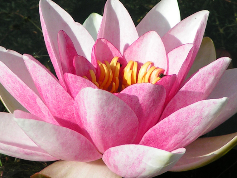 Water lily close-up