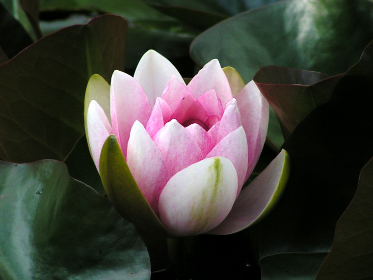 Water lily