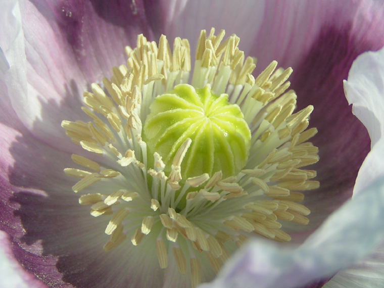 Stigma & stamens, opium poppy
