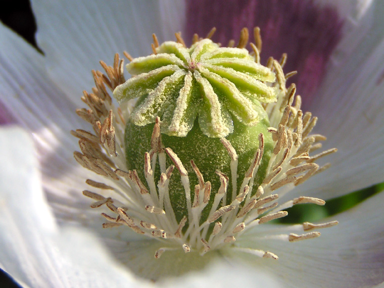 Ripe stamens & stigma, opium poppy
