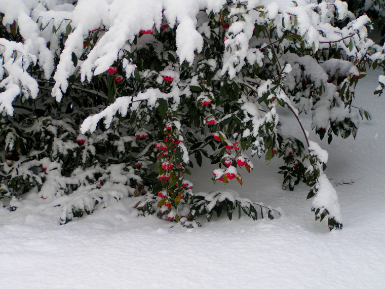 Red berries in snow